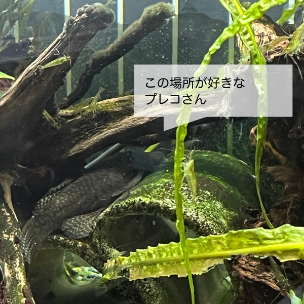 水草水槽