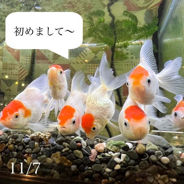 カーマの金魚ちゃん