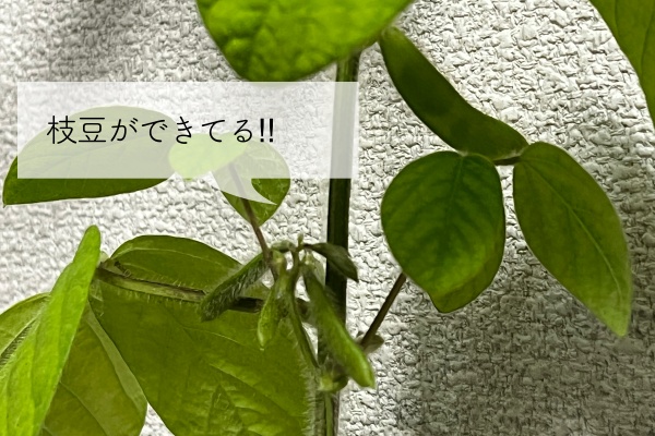 おつまみ枝豆