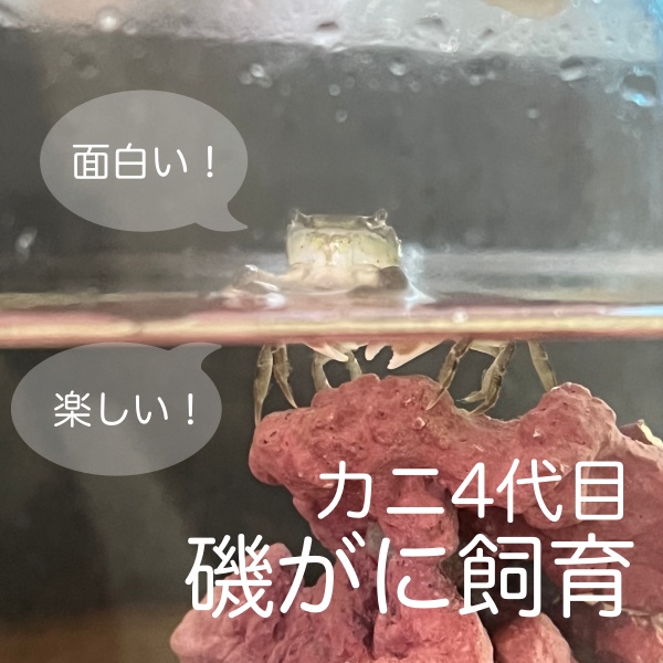 磯がに飼育は面白い！毎日が楽しくてしょうがない！